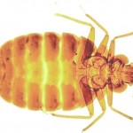 Bed Bug Control-Pest Control Wrexham