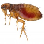 Flea Control-Pest Control Wrexham