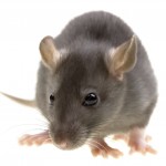 Rodent Control-Pest Control Wrexham