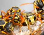 Wasp Nest Removal-Pest Control Wrexham